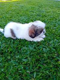 Shih tzu tricolor