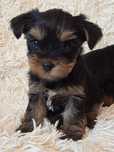 Yorkshire Terrier suczka ZKwP/FCI