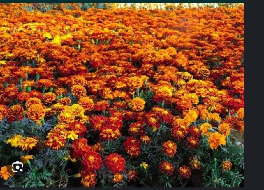 Nasiona aksamitek duża ilość