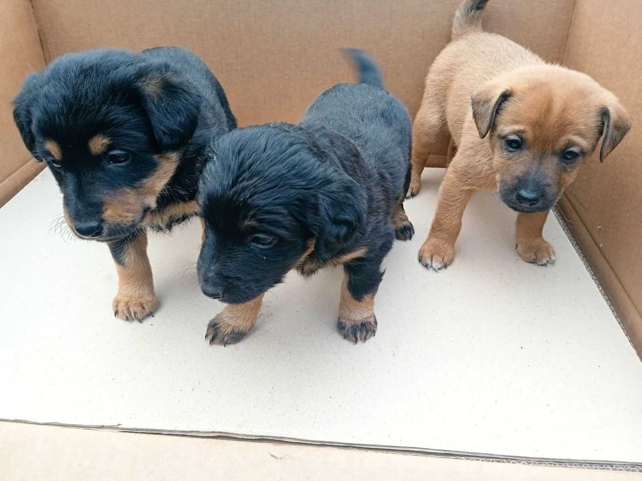 Віддамо безкоштовно в хороші руки