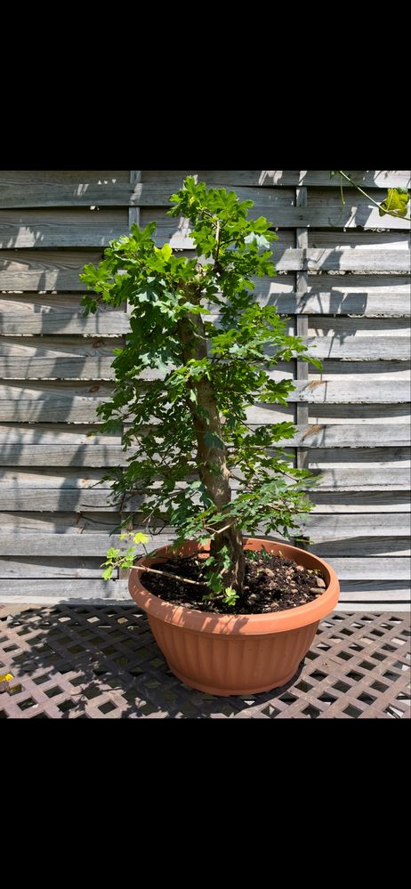 prebonsai materiały graby,klon bonsai