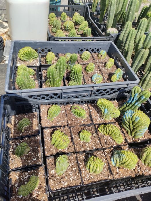 Cacto San Pedro cristata / crested