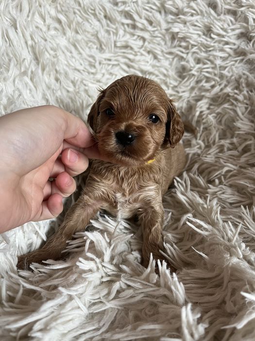 Piesek cockapoo mama cocker spaniel tata pudel toy badania genetyczne