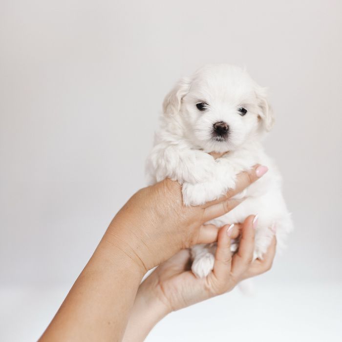 Maltańczyk z rodowodem i chipem / Gotowy do odbioru