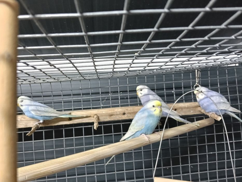 Piriquitos arco íris