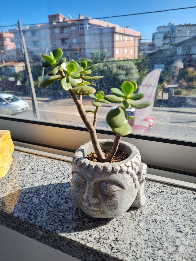 Vasos e plantas variadas