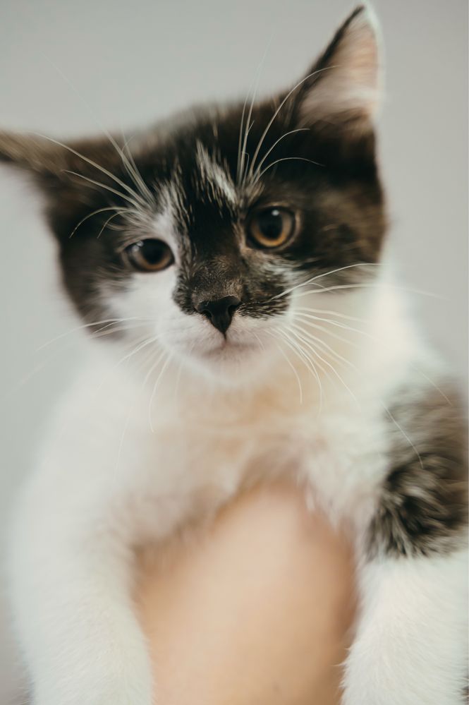 Nieśmiała i śliczna Cindy do odpowiedzialnej adopcji