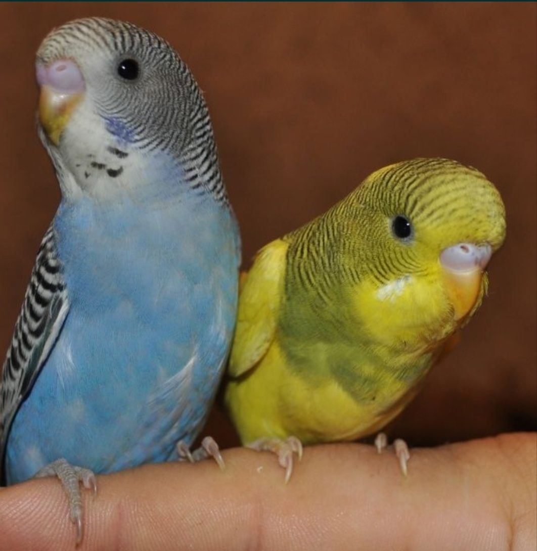 Молодые попугаи волнистые.