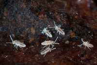 Alimento vivo Colembolo Folsomia candida Springtail Podura Seira sp