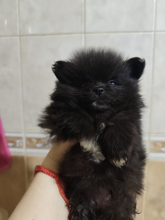 Померанский шпиц, девочка