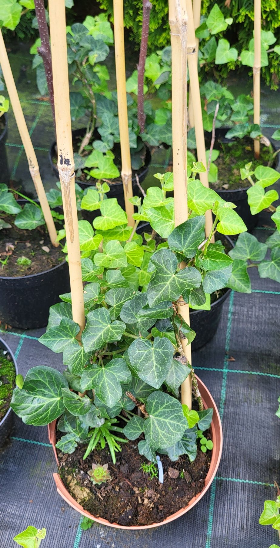 Hosta, funkia,  bluszcz zimozielony  , pysznogłówka sadzonka