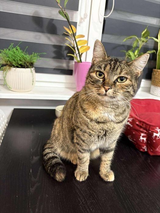 Piękna kotka Mila do adopcji 2 latka