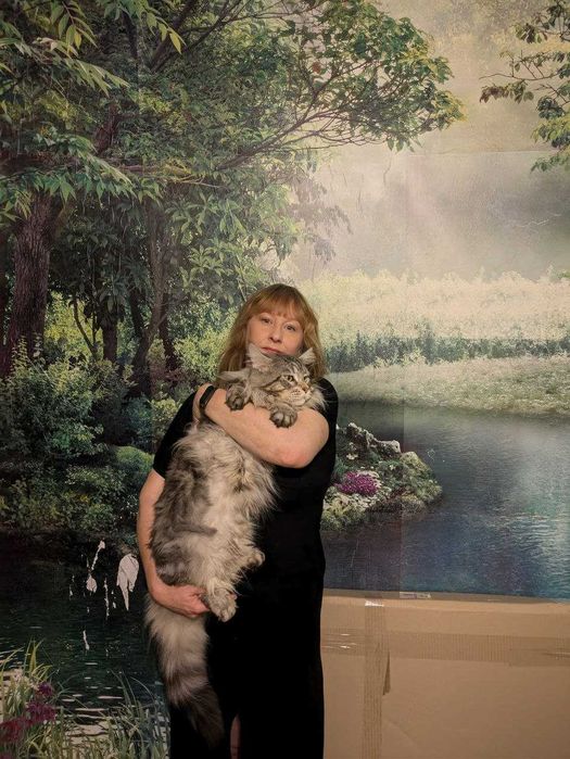 Кот Мейн - кун с документами . Вязка.