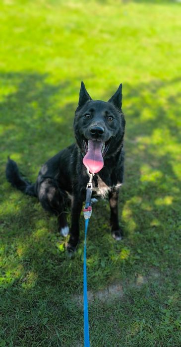 Thora szuka dobry odpowiedzialny domek