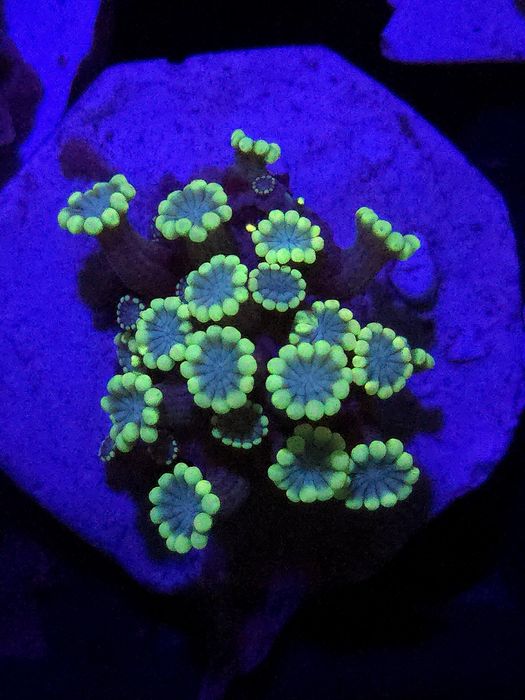 Alveopora Yelow Fluo Ring Szczepka 2.5x2.5 cm PROMOCJA!