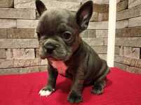 Buldog francuski piesek BLUE