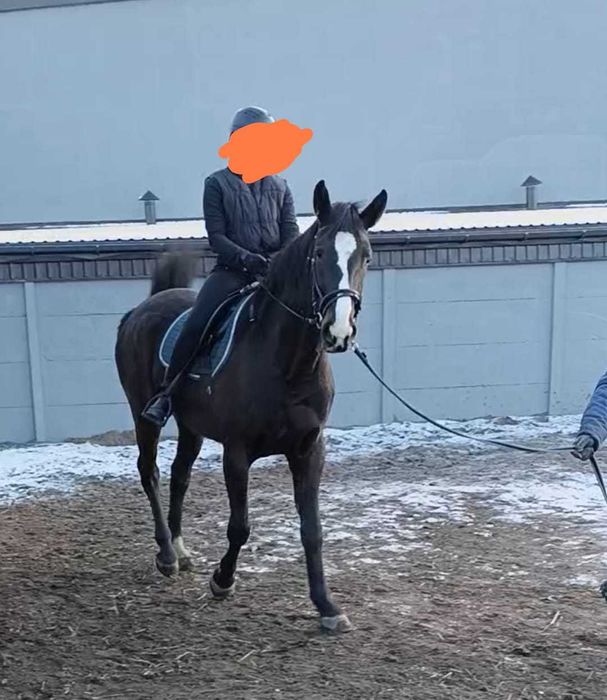 Sprzedam klacz 2022 rok