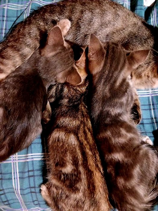 Отдам котят в добрые руки