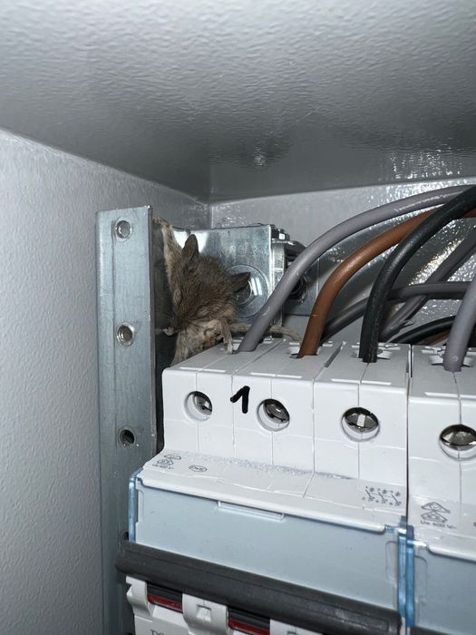 Pomiary elektryczne, przeglądy instalacji.