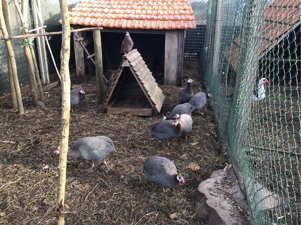 Ovos de galinhas de Angola ( fracas ) 8 euros a duzia , para encubaçao