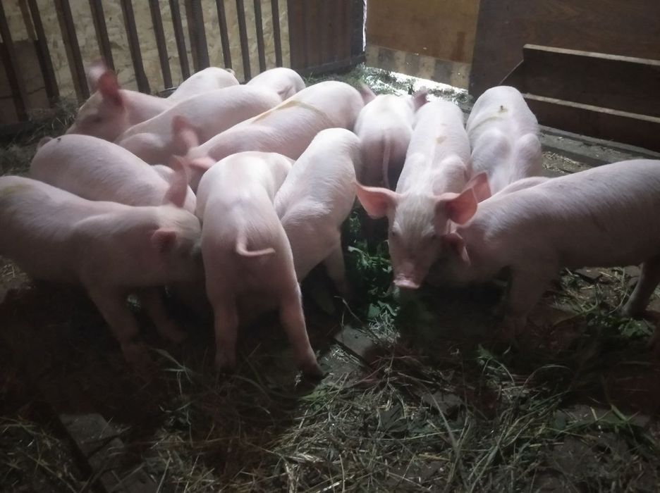 Продам білих поросяток, всі питання по телефону