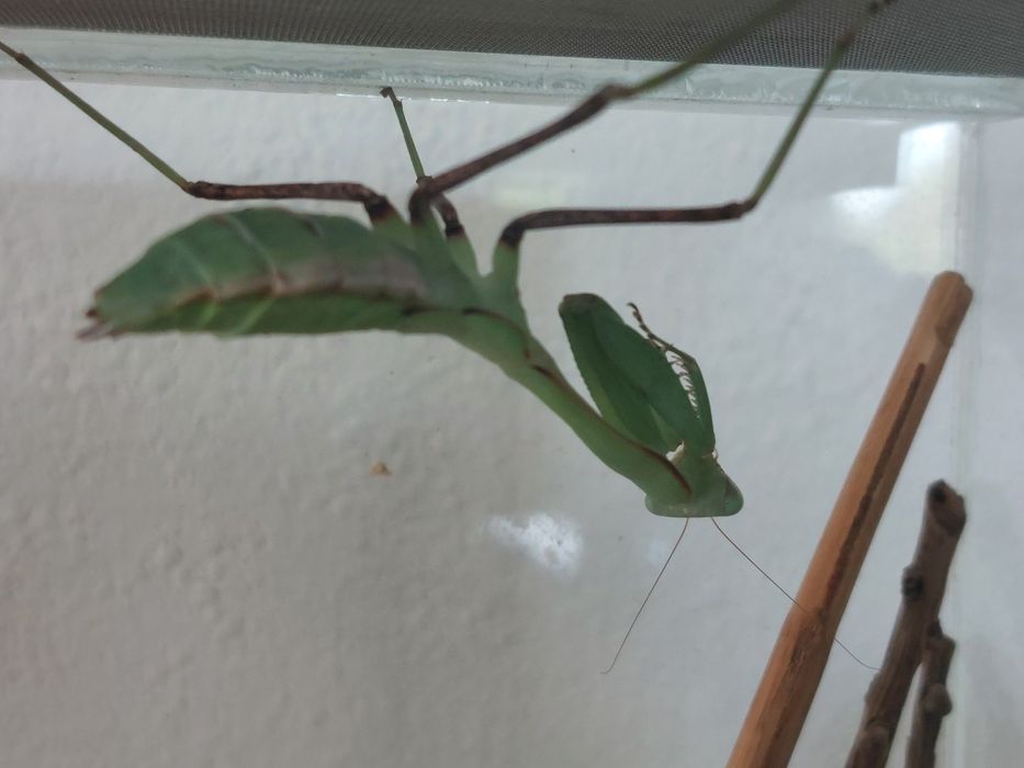 Terrarium z modliszką