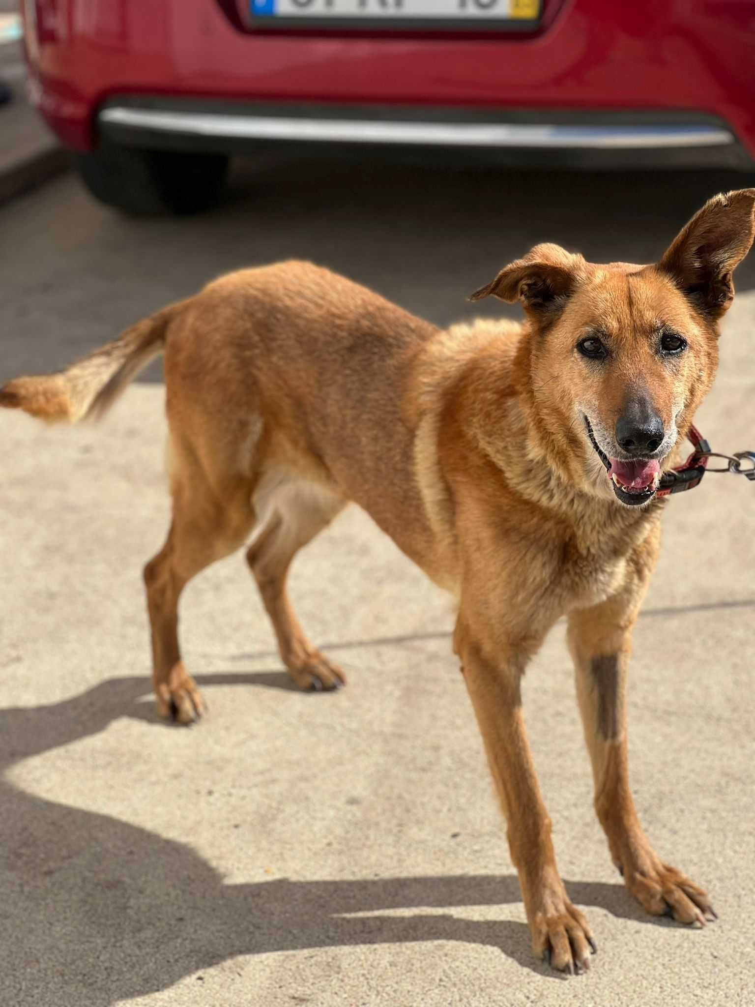 Cadela porte grande para adoção (Lilo)