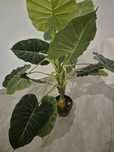Planta Artificial Como Nova