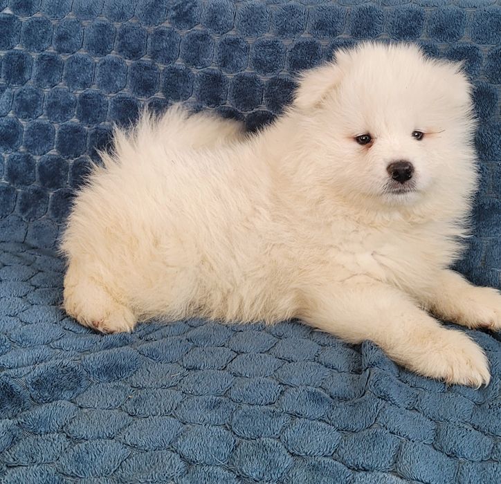 Piesek rasy Samoyed