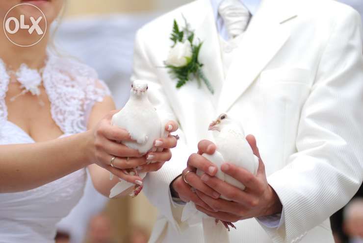 Предлагаю белых голубей на свадьбу !!!
