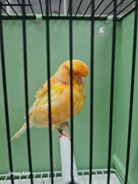 Canários Norwich Machos