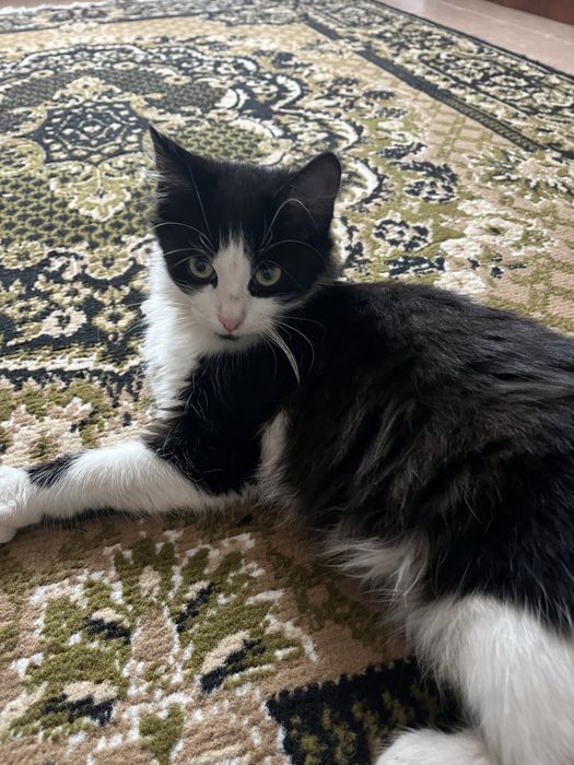 Віддамо котиків в добрі руки