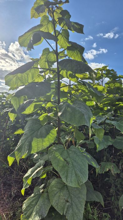 Katalpa Catalpa Nana 5.0.9.1.5.6.7.4.9.