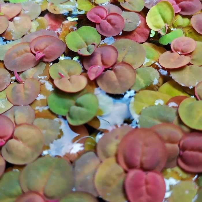 Phyllanthus fluitans, esponja flutuante – Planta aquática