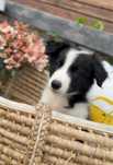 Suczka Border Collie
