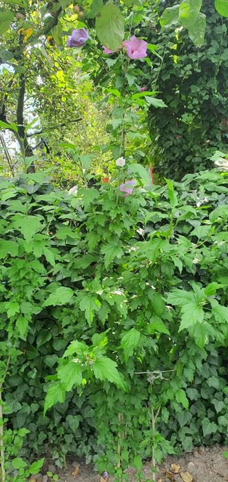 Hibiskus bagienkowy