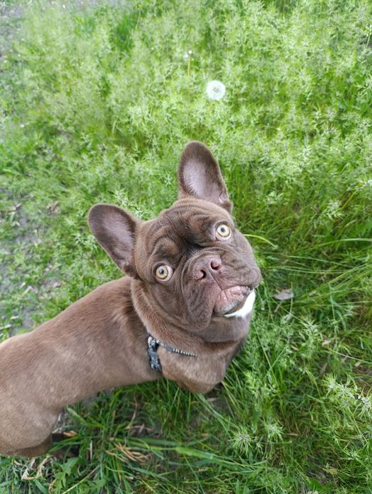 Вязка французький бульдог