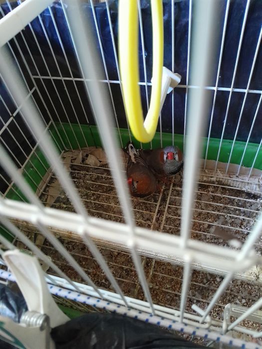 Mandarins Machos e Gaiola.