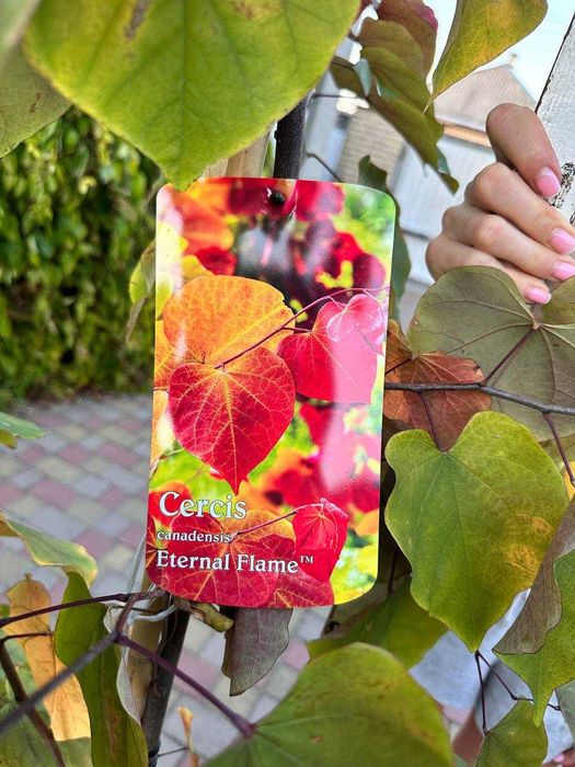 Церцис канадський Eternal Flame Хвойні рослини туя, кипарисовики ялина