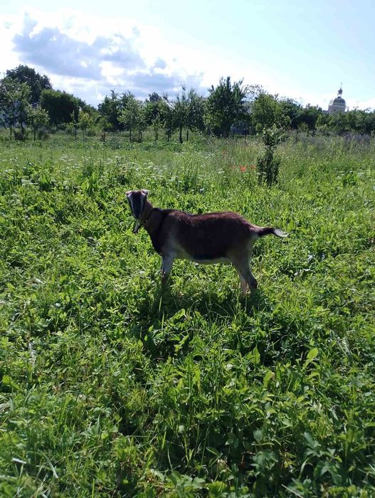 Продам 2 кози, молочної породи.