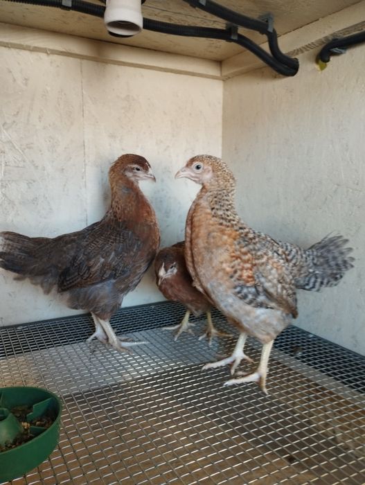 Курочки Білефельдори