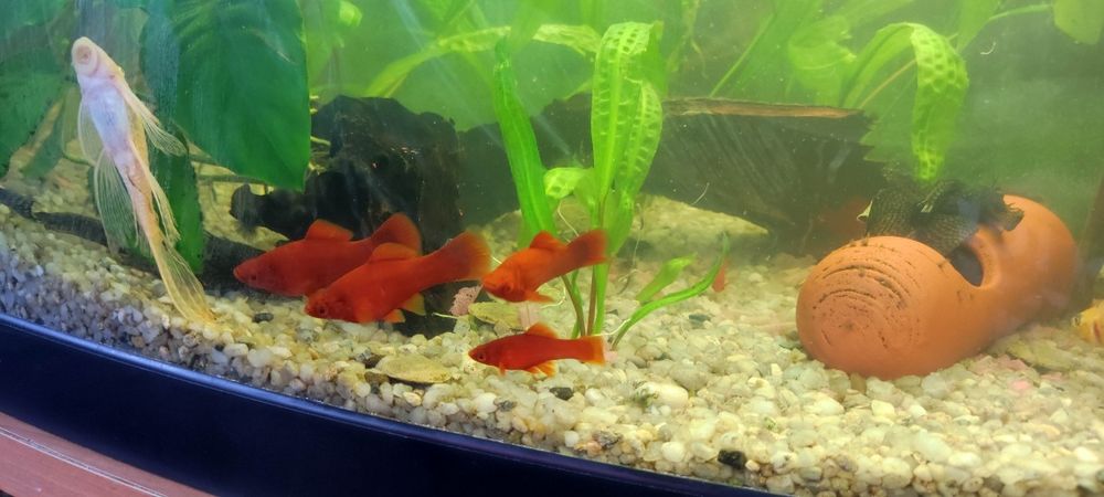 Mieczyk czerwony, jabłkowy czarny mieszany