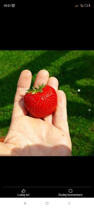 Truskawki truskawka sadzonki z gruntu