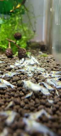 Neocaridina white Pearl 15szt gratis