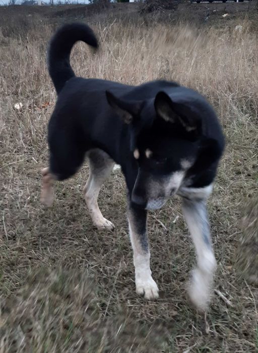 В добрые руки прекрасный друг