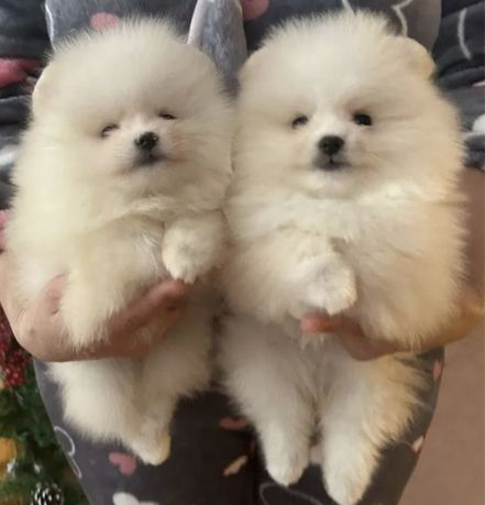 Szpic miniaturowy pomeranian xxs