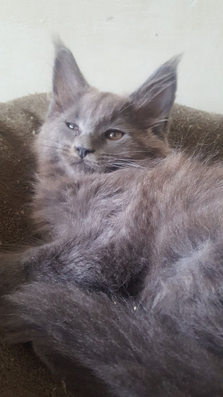 Koteczka Maine Coon WCF