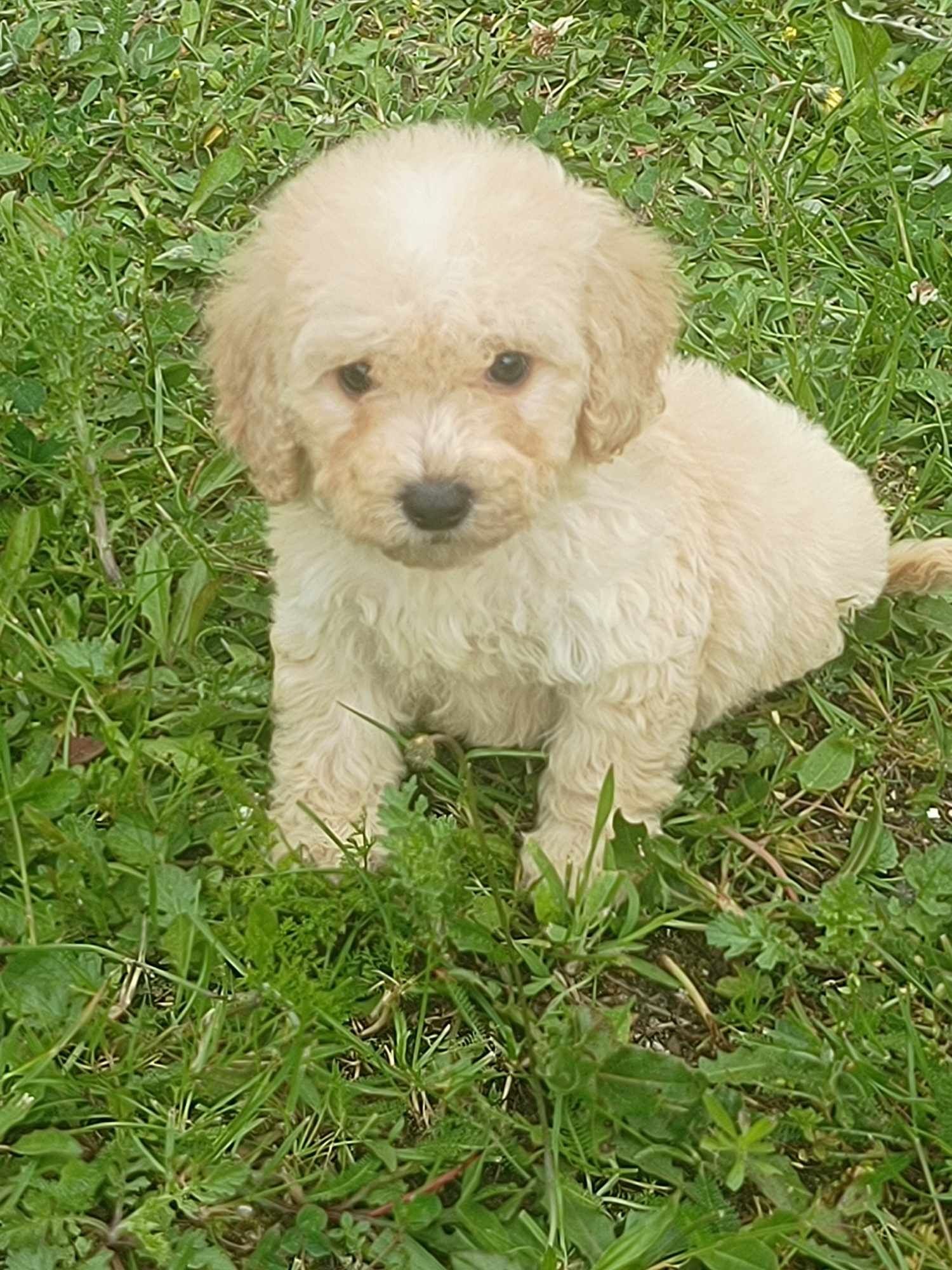 Maltipoo cudowne szczenię