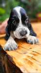 Cocker Spaniel Angielski - przepiękna rodowodowa suczka niepowtarzalna