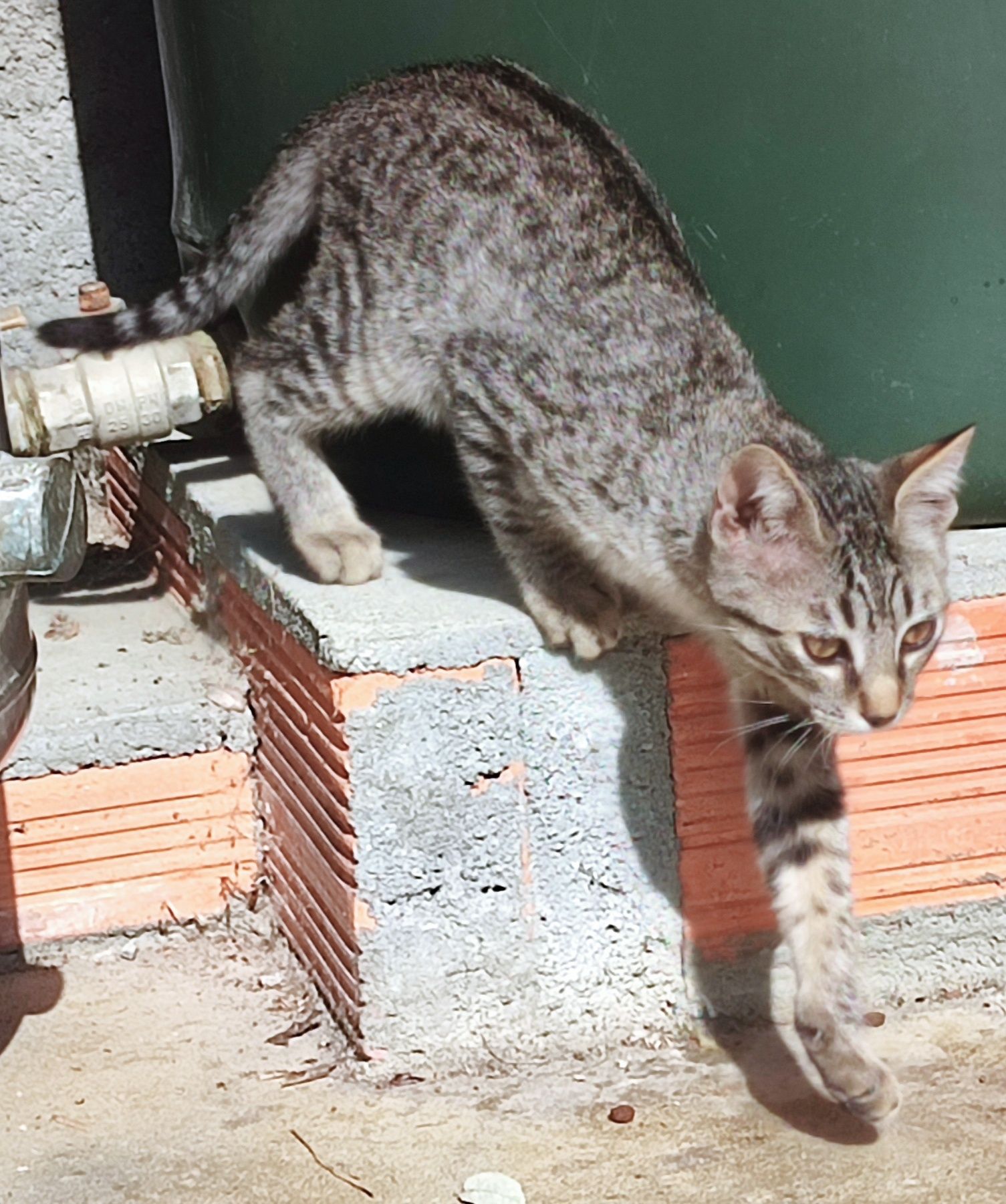Gatinhos muito meigos para adoção gratuita (uma gata e dois gatos)